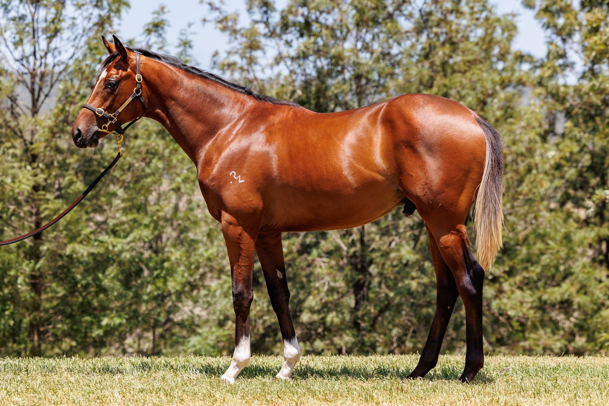 Dundeel x Zihuatanejo image 1