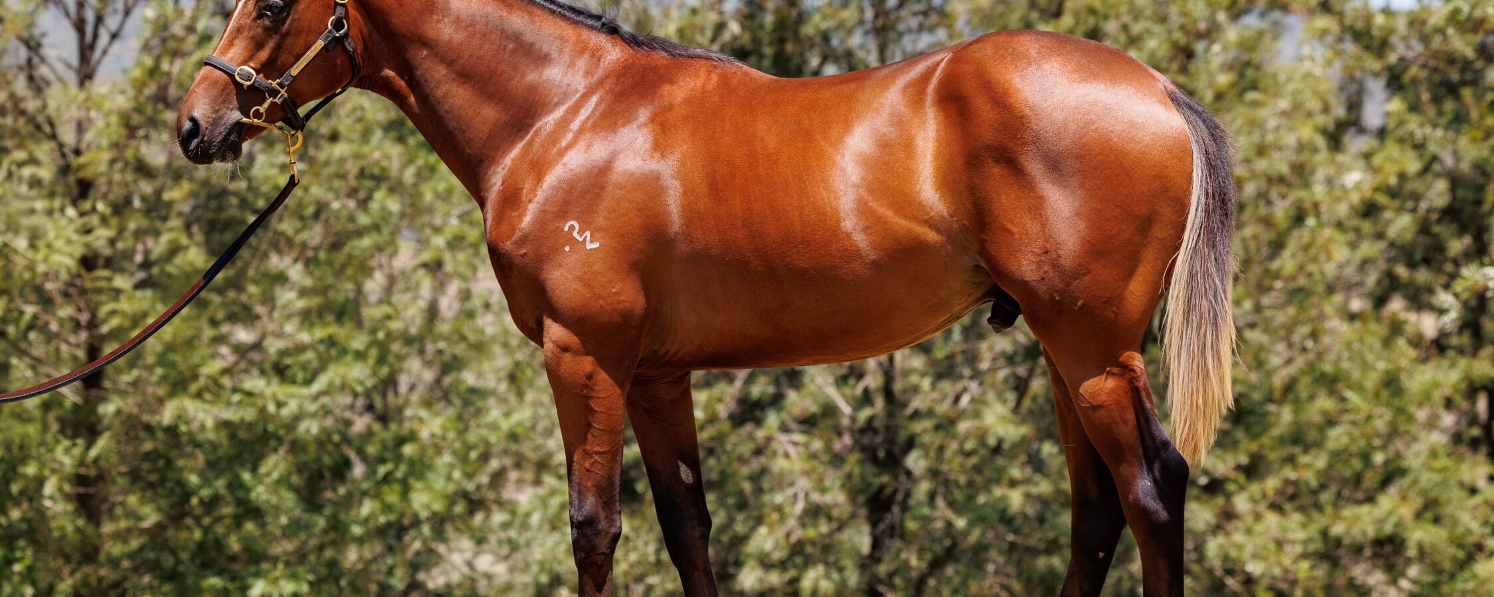 Dundeel x Zihuatanejo