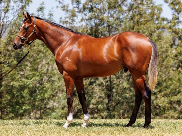 Dundeel x Zihuatanejo