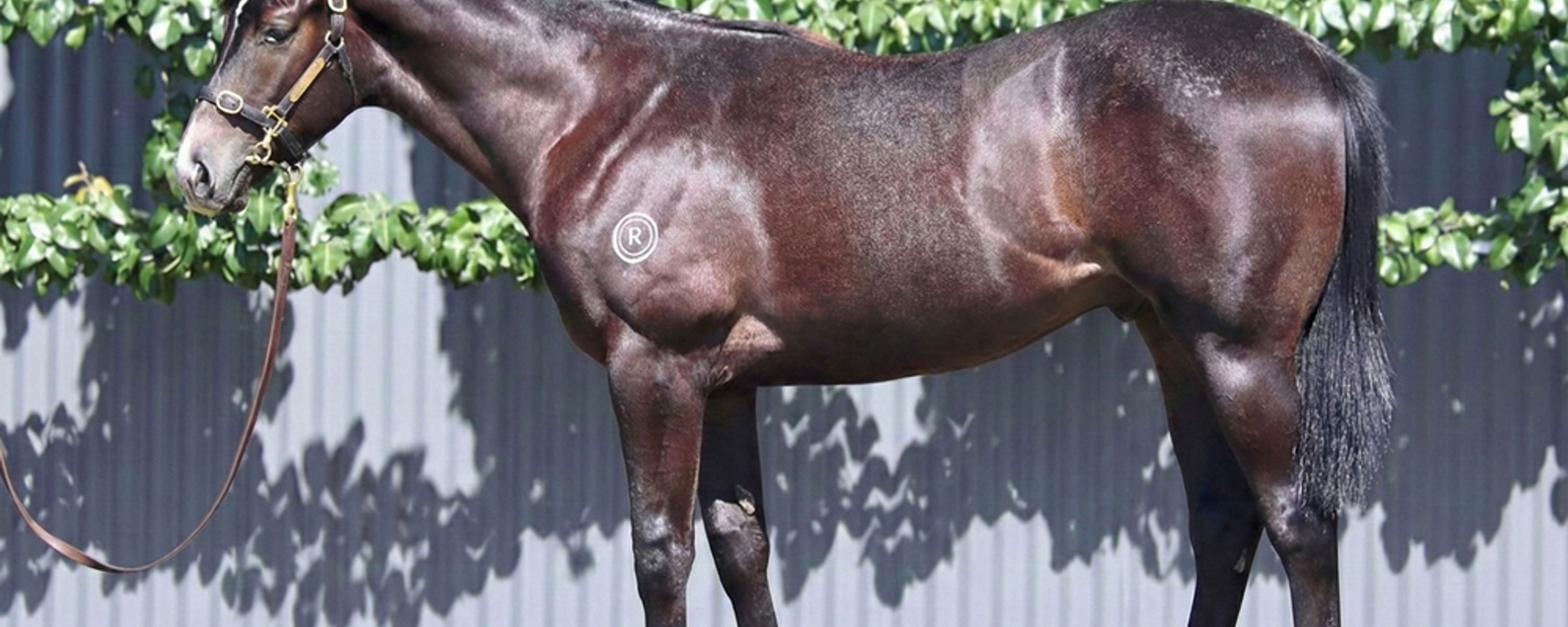 Anamoe x Platinum Bullet