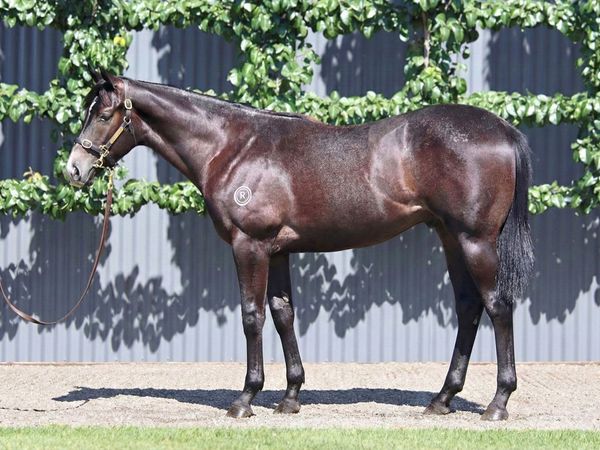 Anamoe x Platinum Bullet