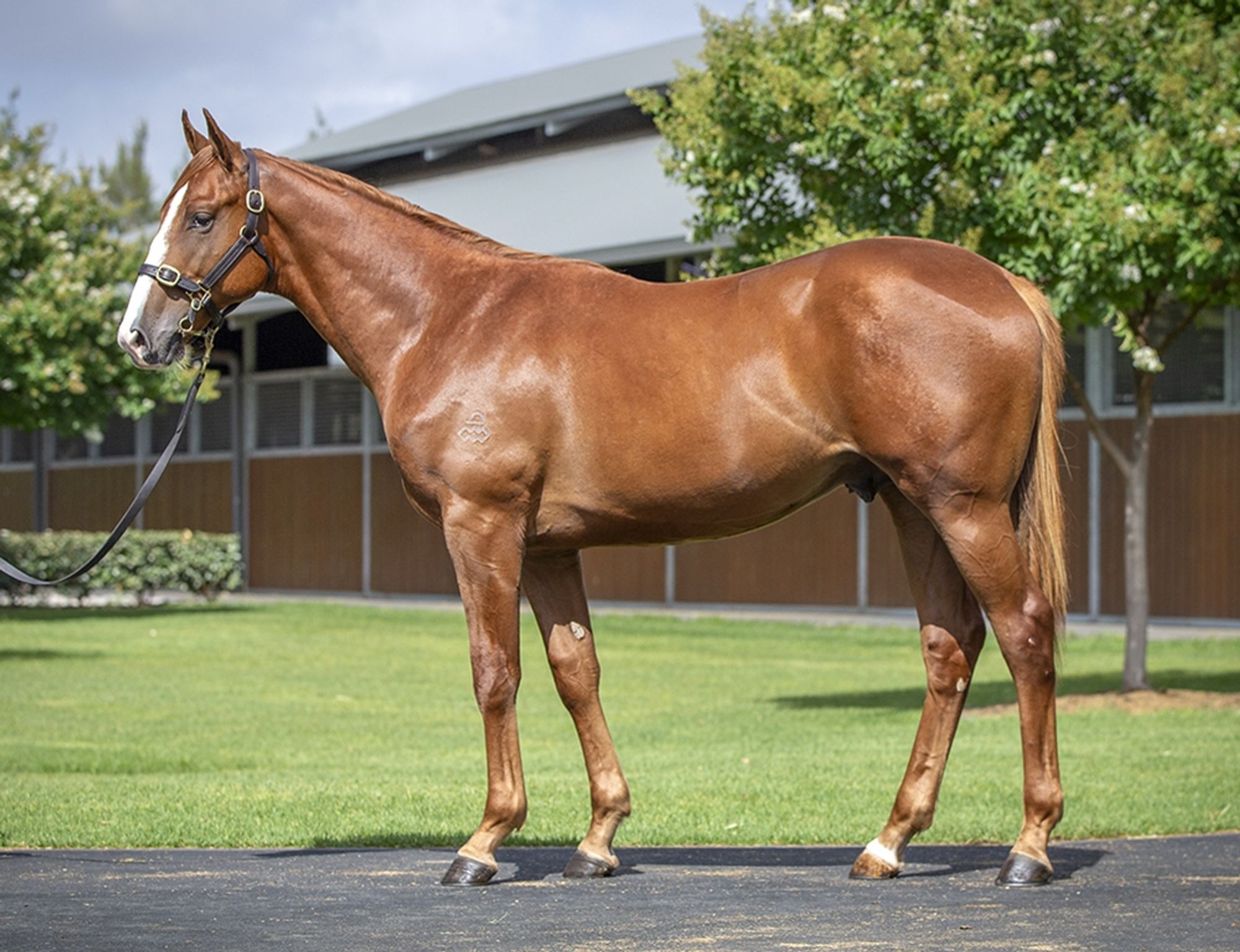 Snitzel x Resilient Miss image 1