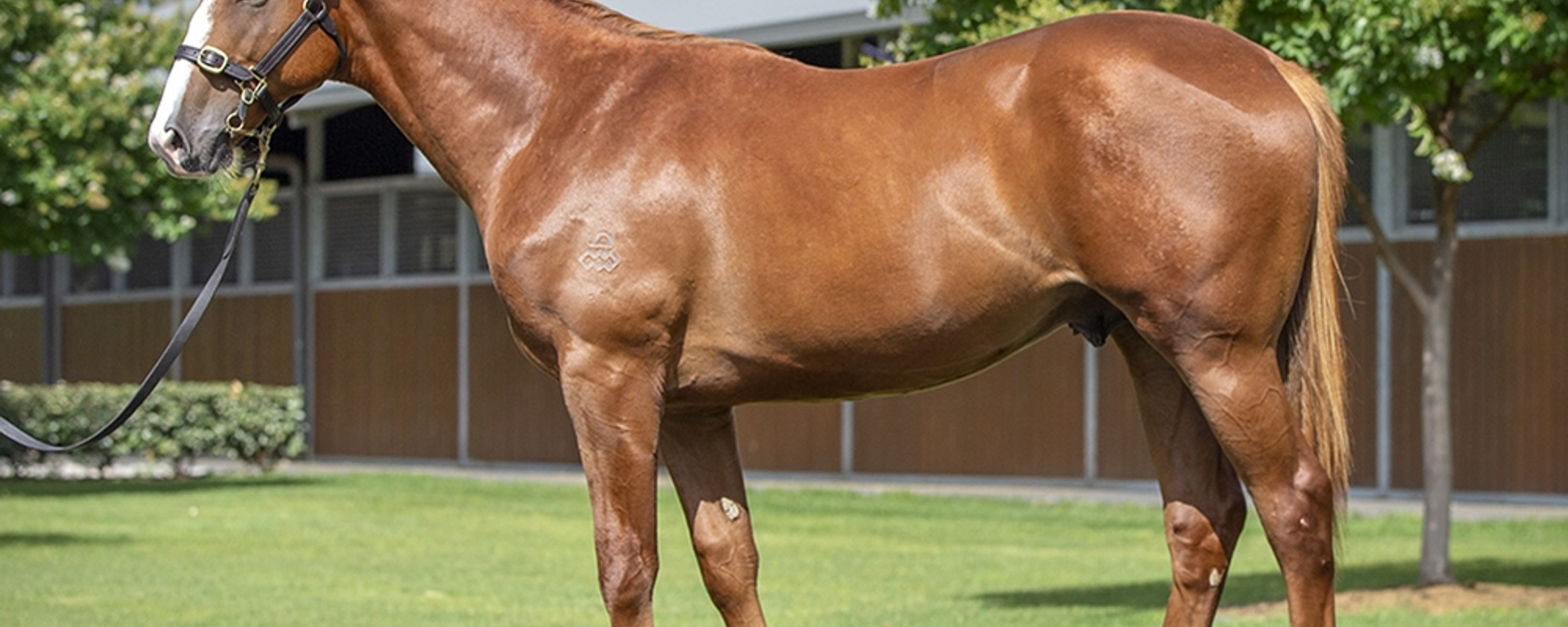 Snitzel x Resilient Miss