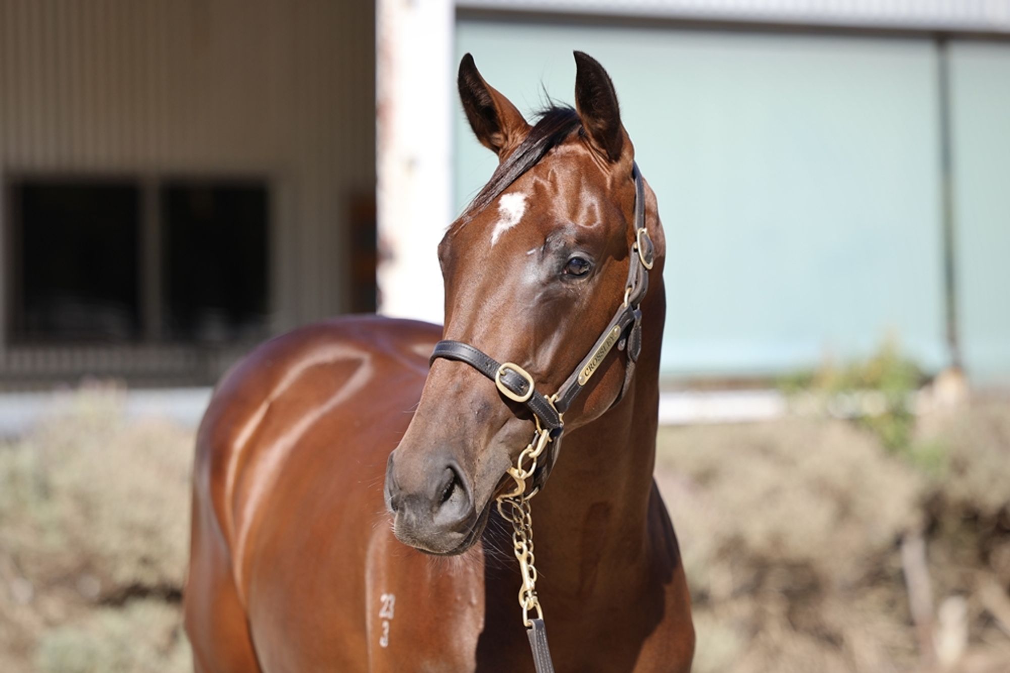 Astern x Aroha Cat image 2