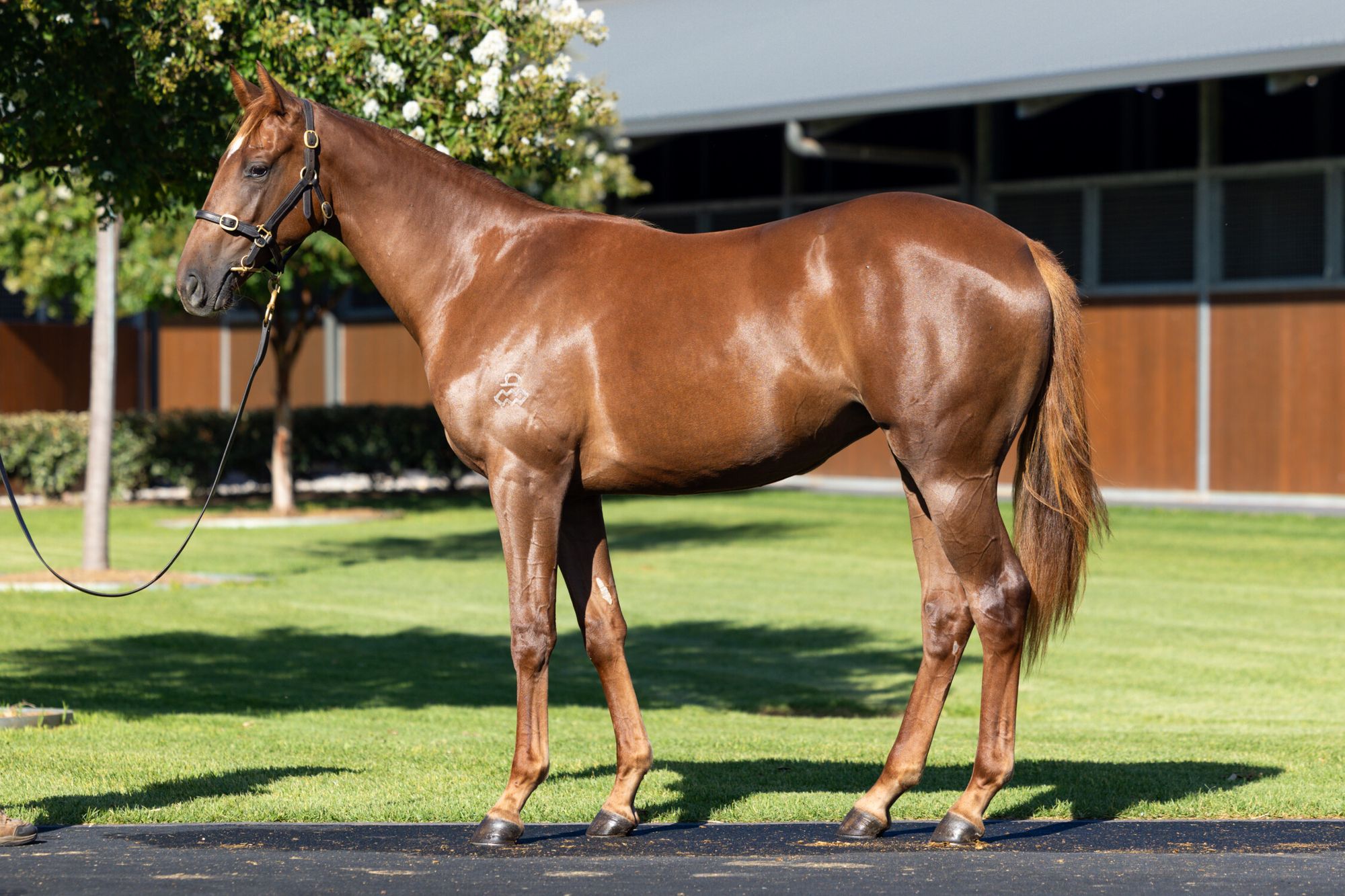 Admire Mars x Blue Charm image 1