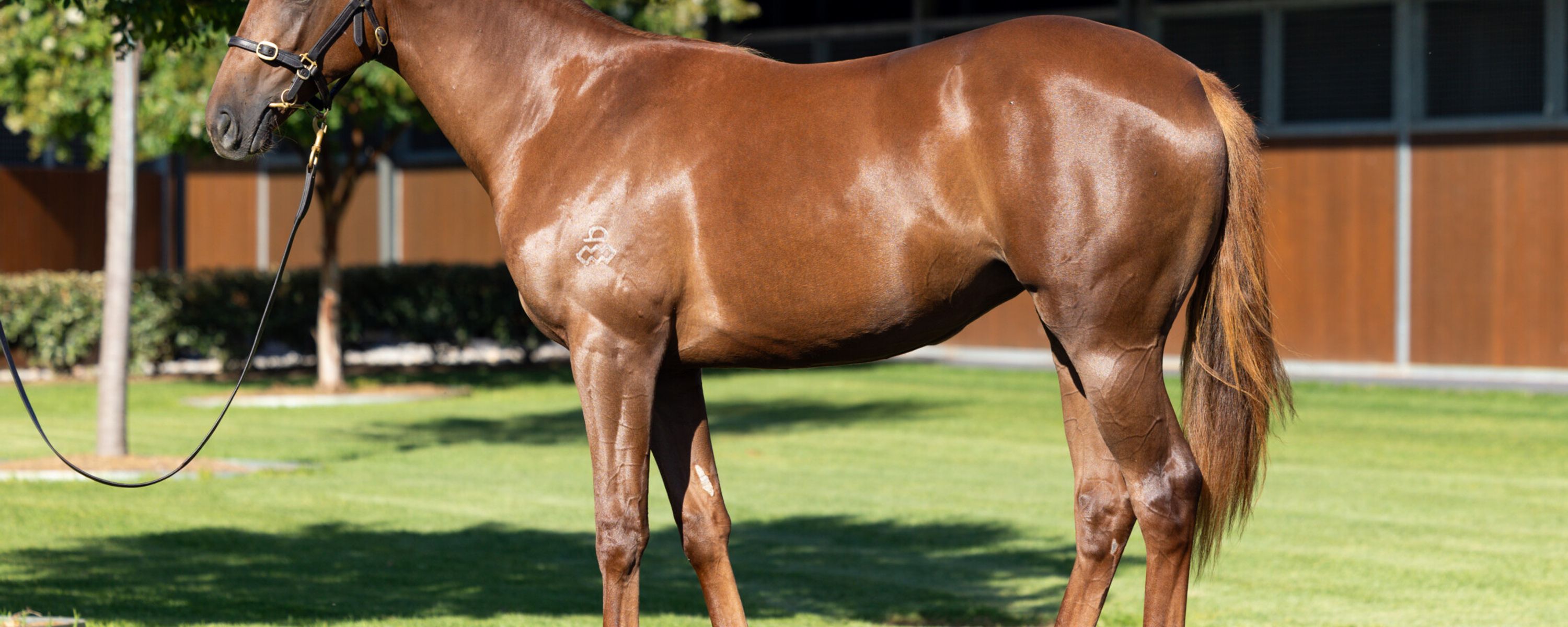 Admire Mars x Blue Charm