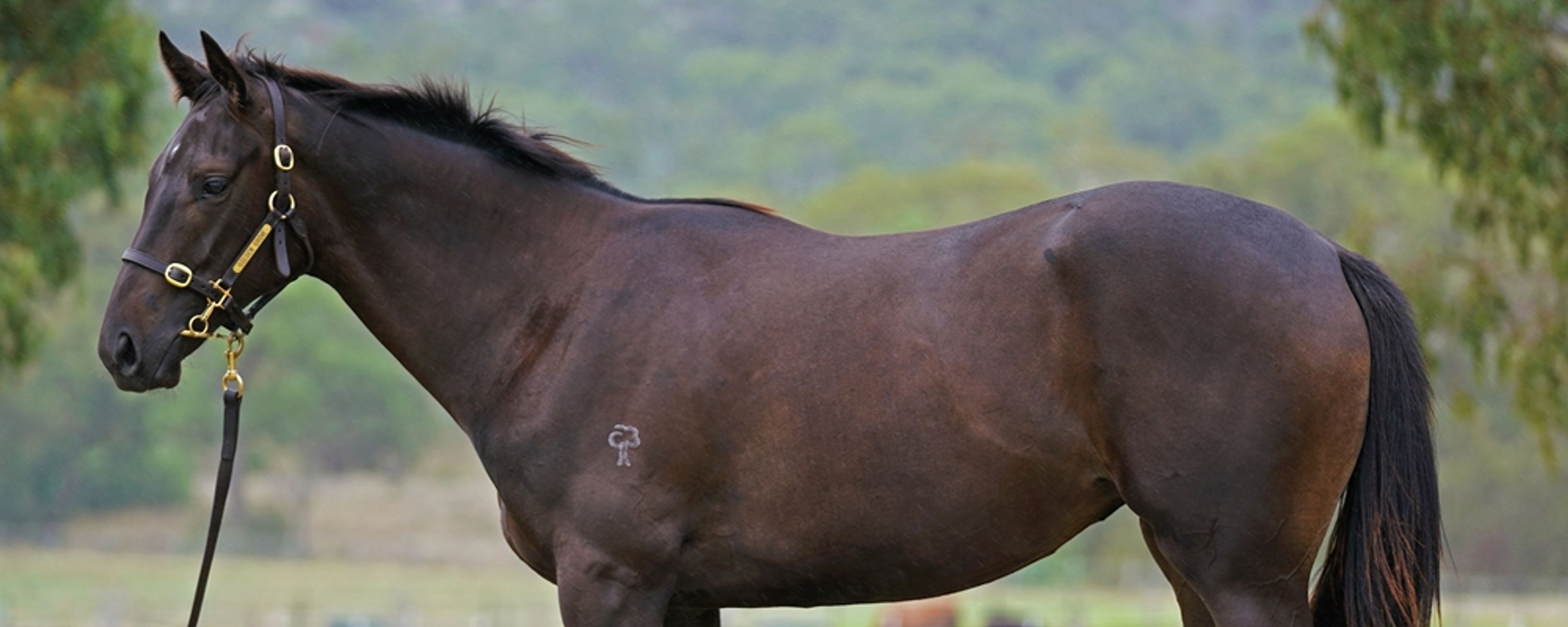 Shamus Award x Stealapipe