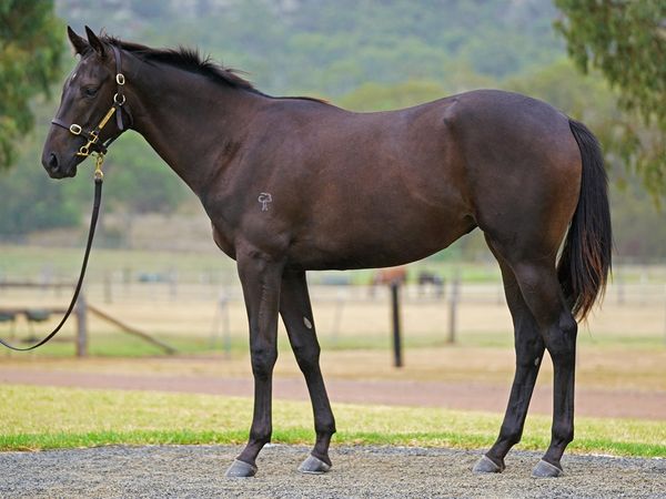 Shamus Award x Stealapipe