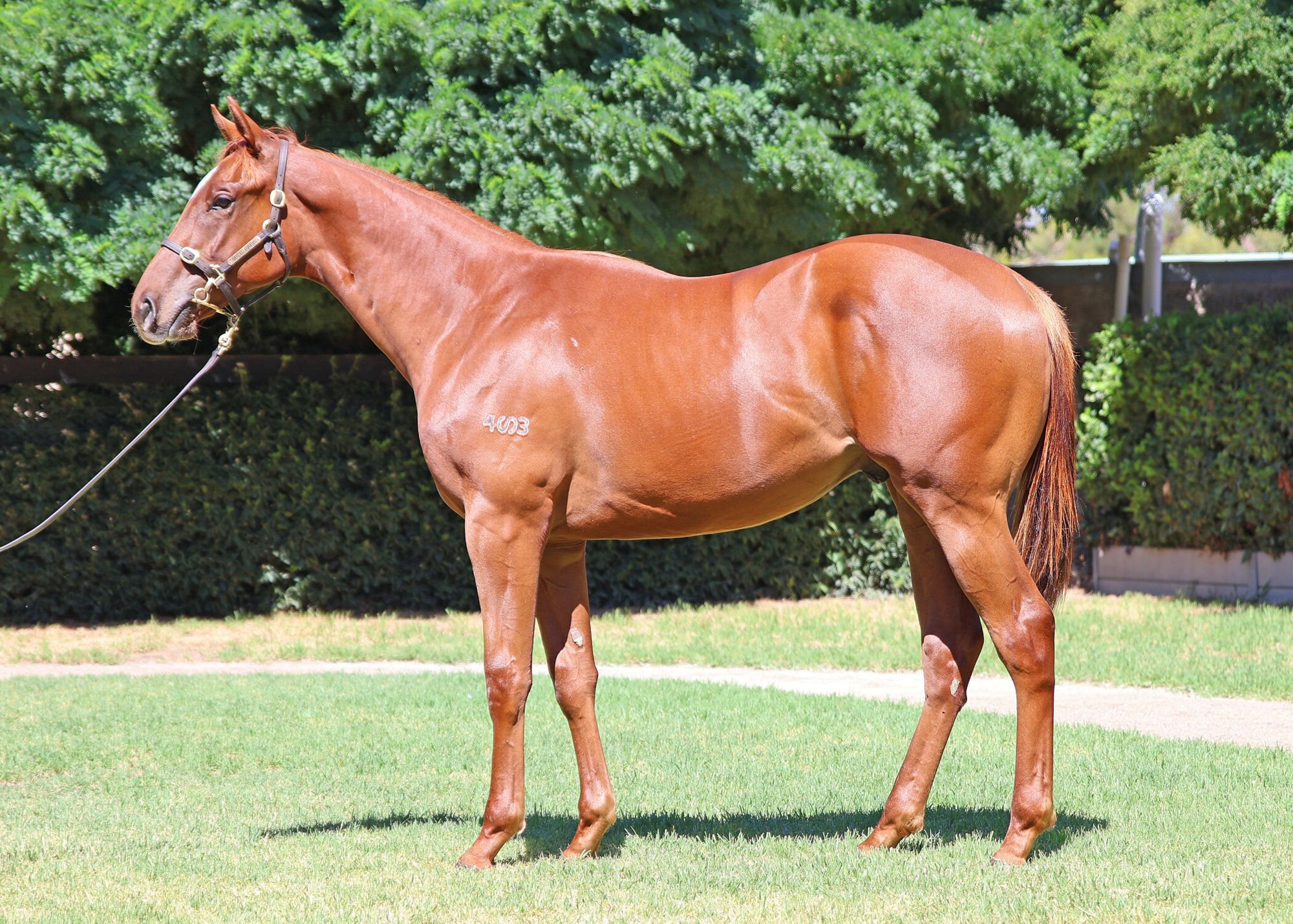 Capitalist x Champagne Jane image 1