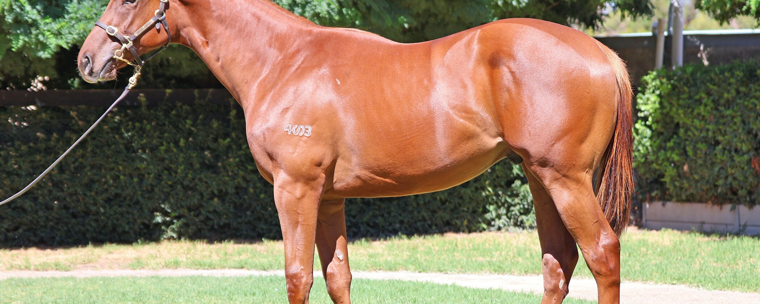 Capitalist x Champagne Jane