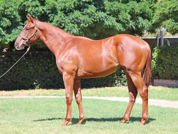 Capitalist x Champagne Jane