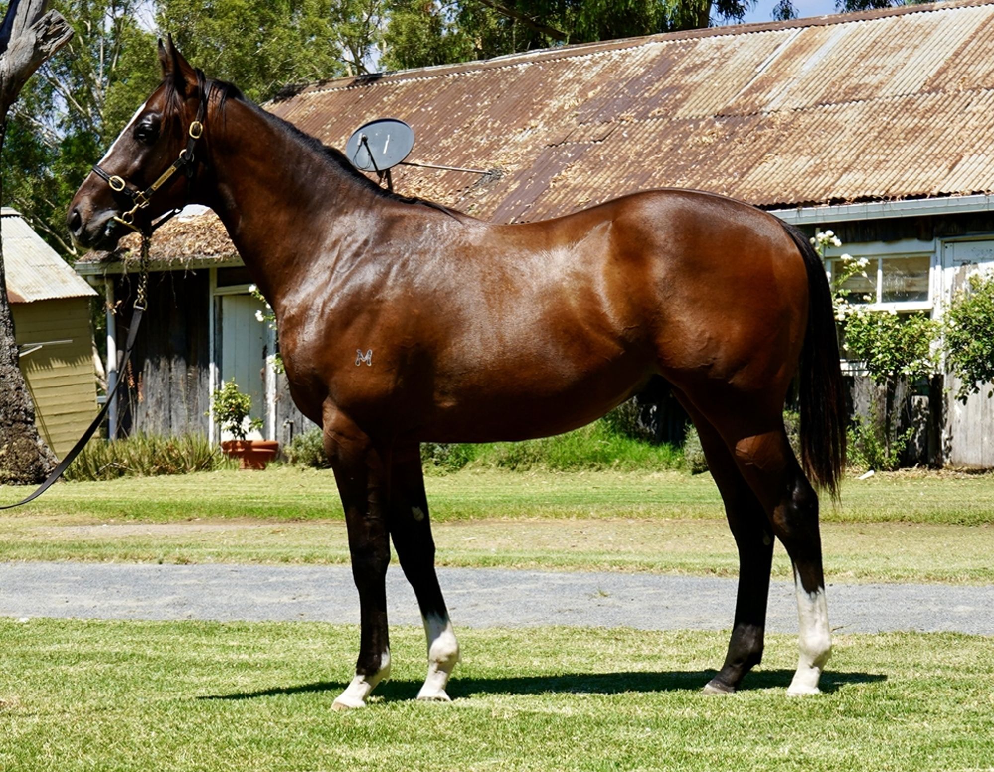 Prague x Libertine Miss image 1