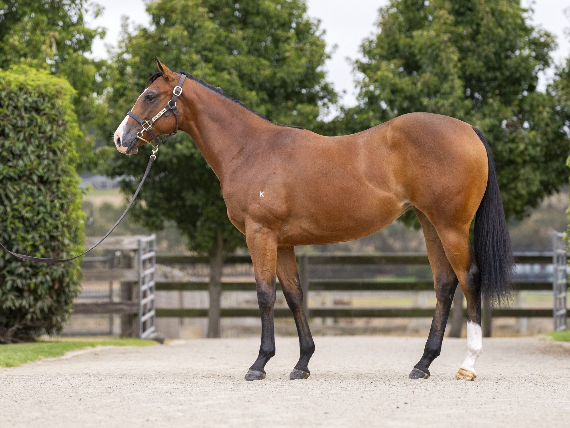 Spirit of Boom x Elderflower image 2