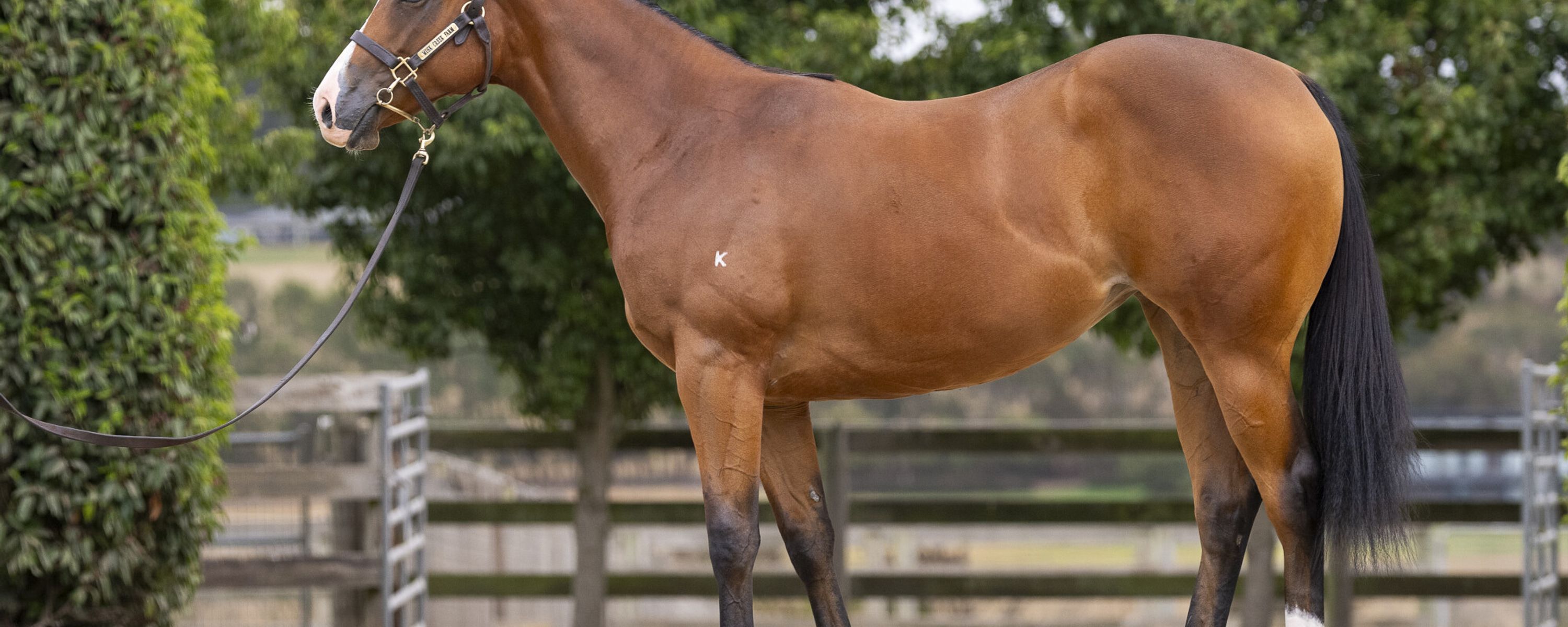 Spirit of Boom x Elderflower