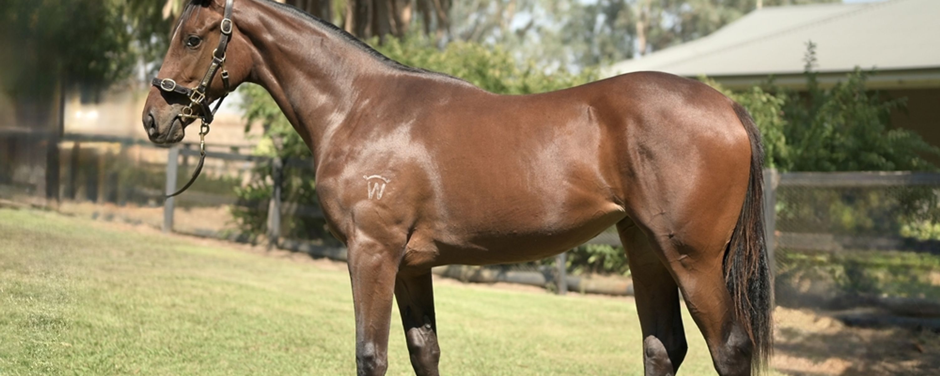 Rebel Dane x Vainglorious