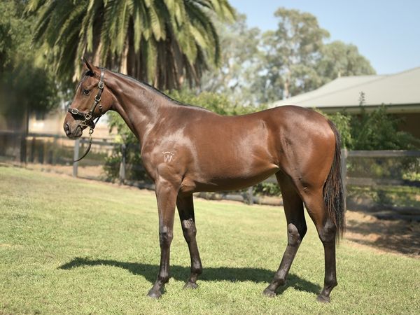 Rebel Dane x Vainglorious