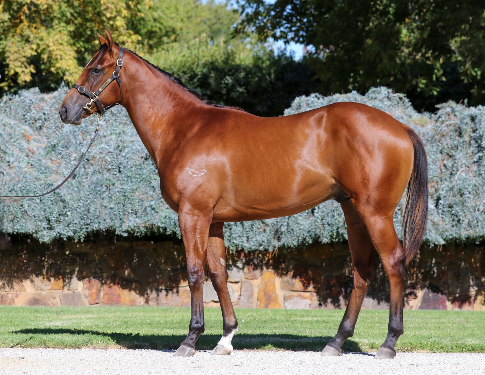 Graff x Veronica image 1