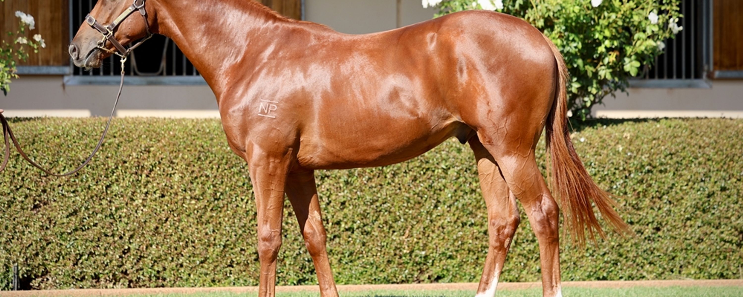 Lucky Vega x Just Like Fire