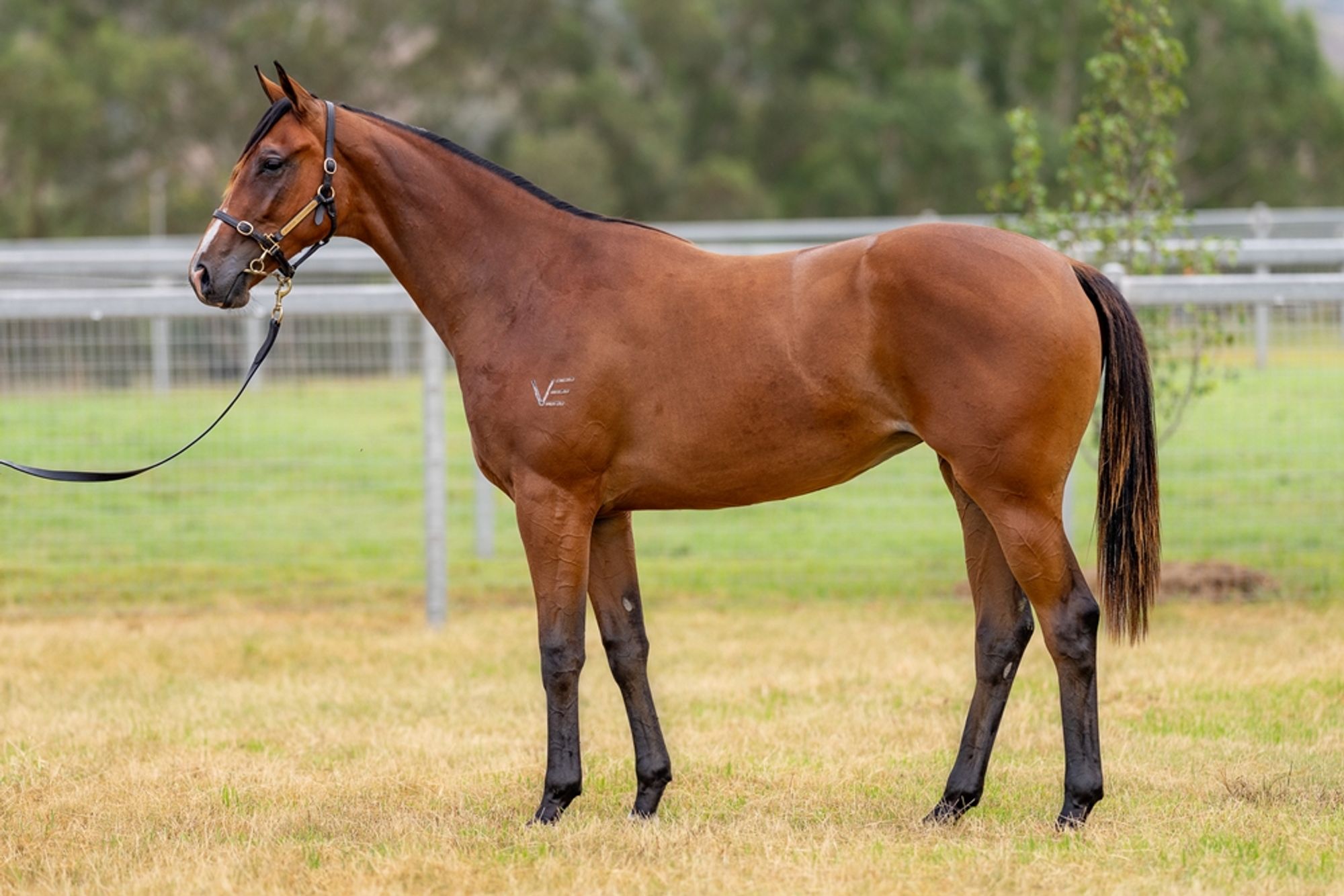 Written By x Press To Collect image 1