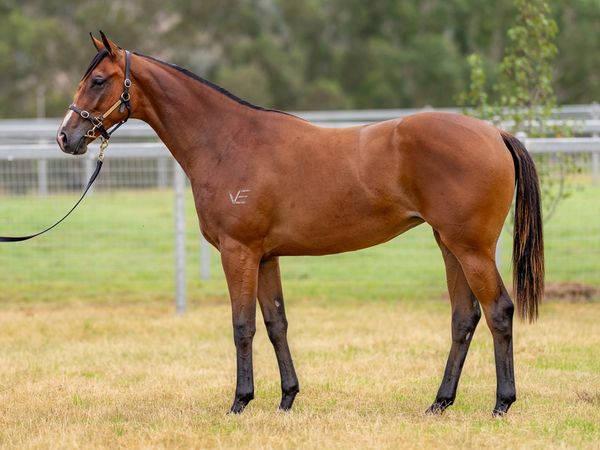 Written By x Press To Collect