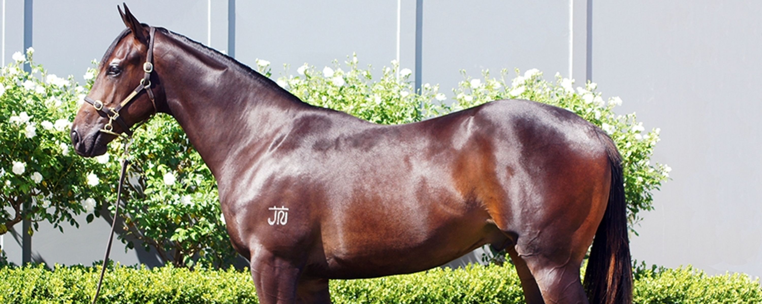 D'Argento x Livia's Story