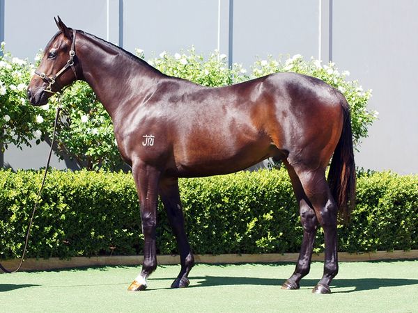 D'Argento x Livia's Story