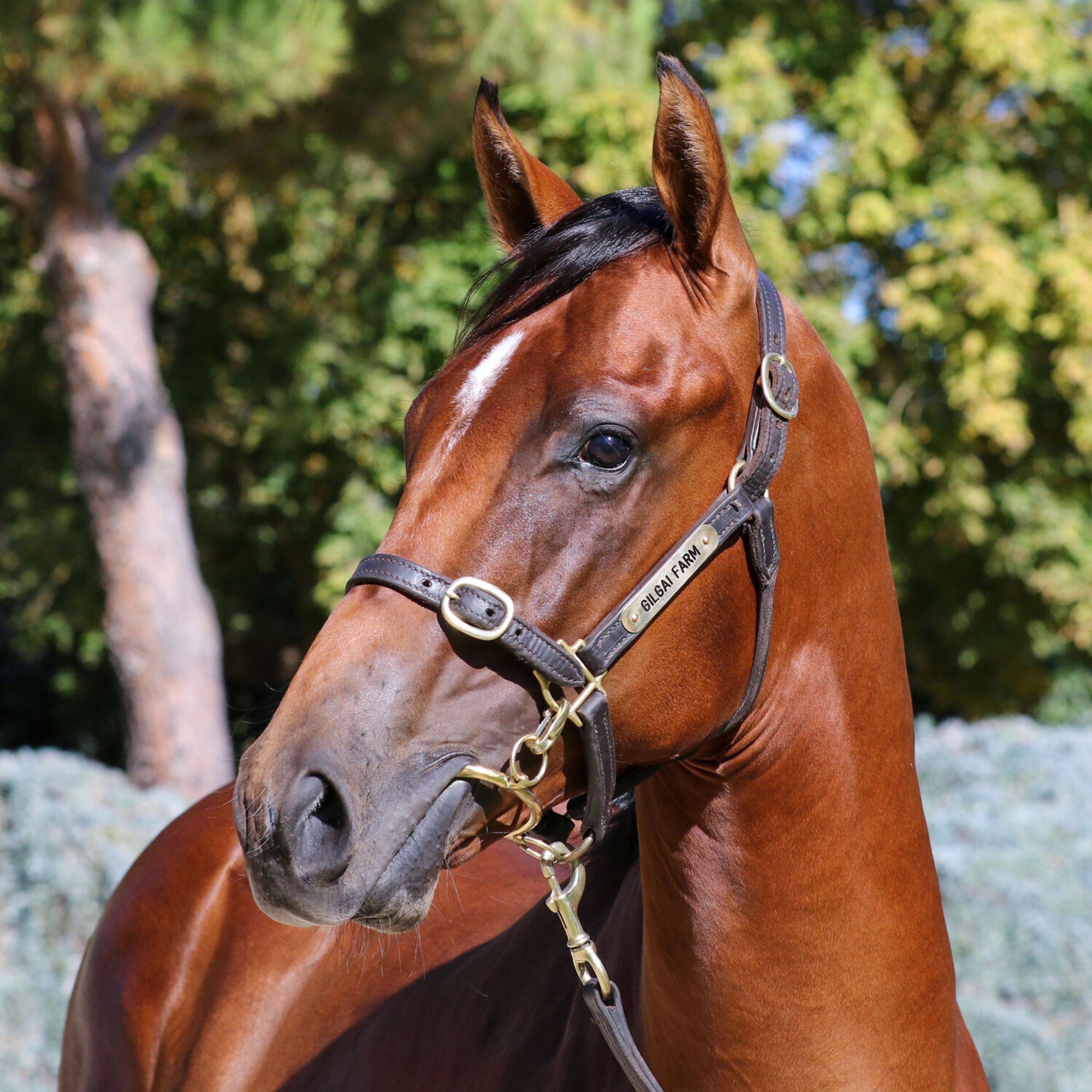 Graff x Veronica image 2