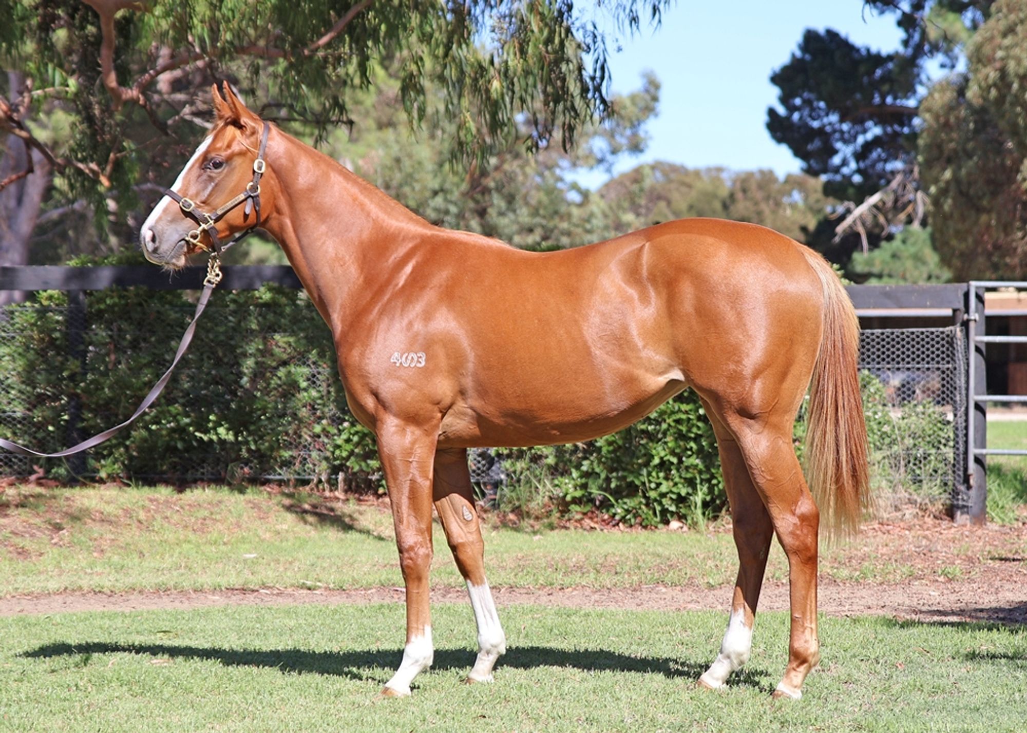 Hanseatic x Flashy Czarina image 1
