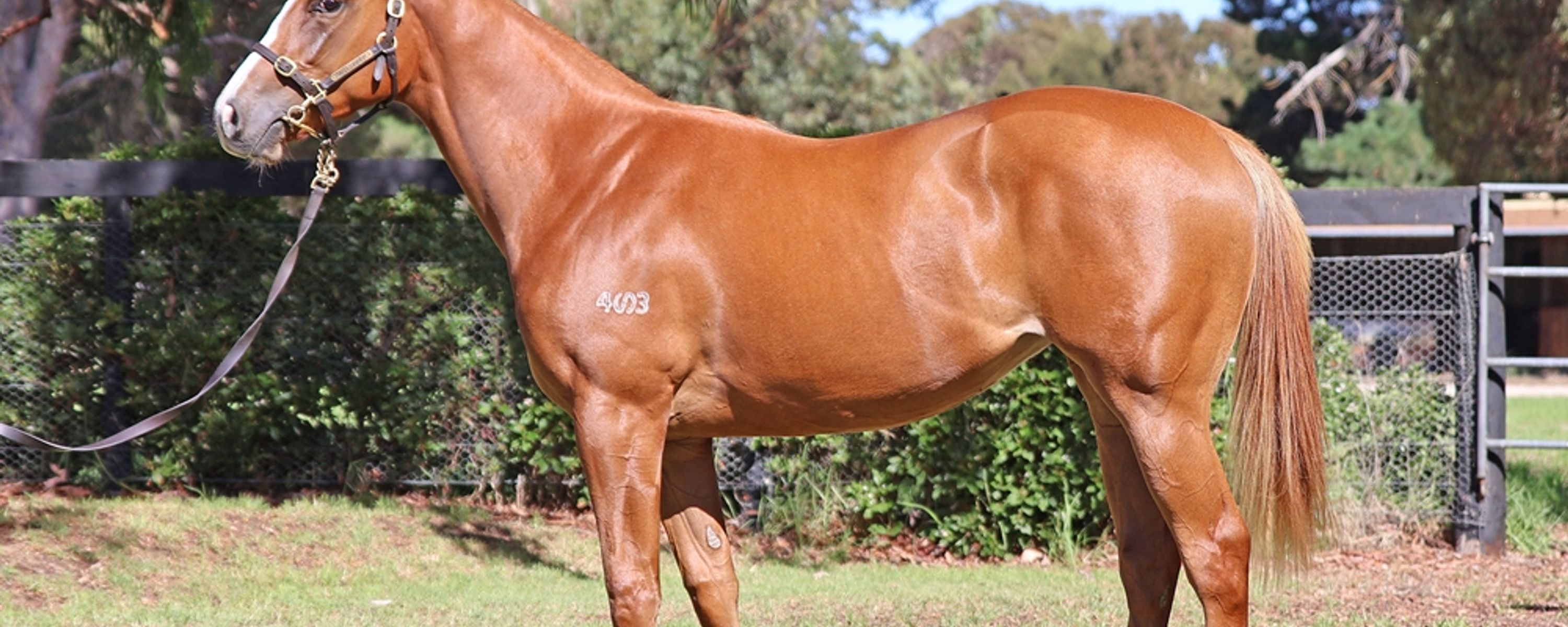 Hanseatic x Flashy Czarina