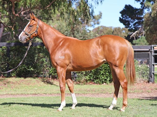 Hanseatic x Flashy Czarina