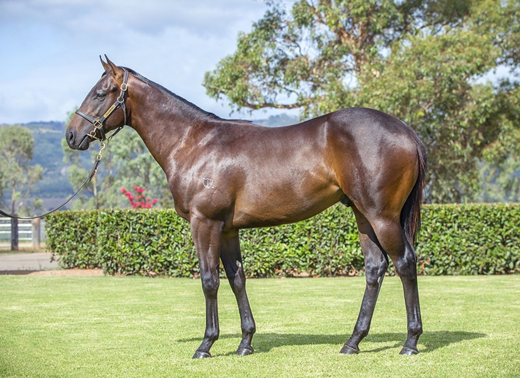 Jonker x Vibrant Rouge image 1