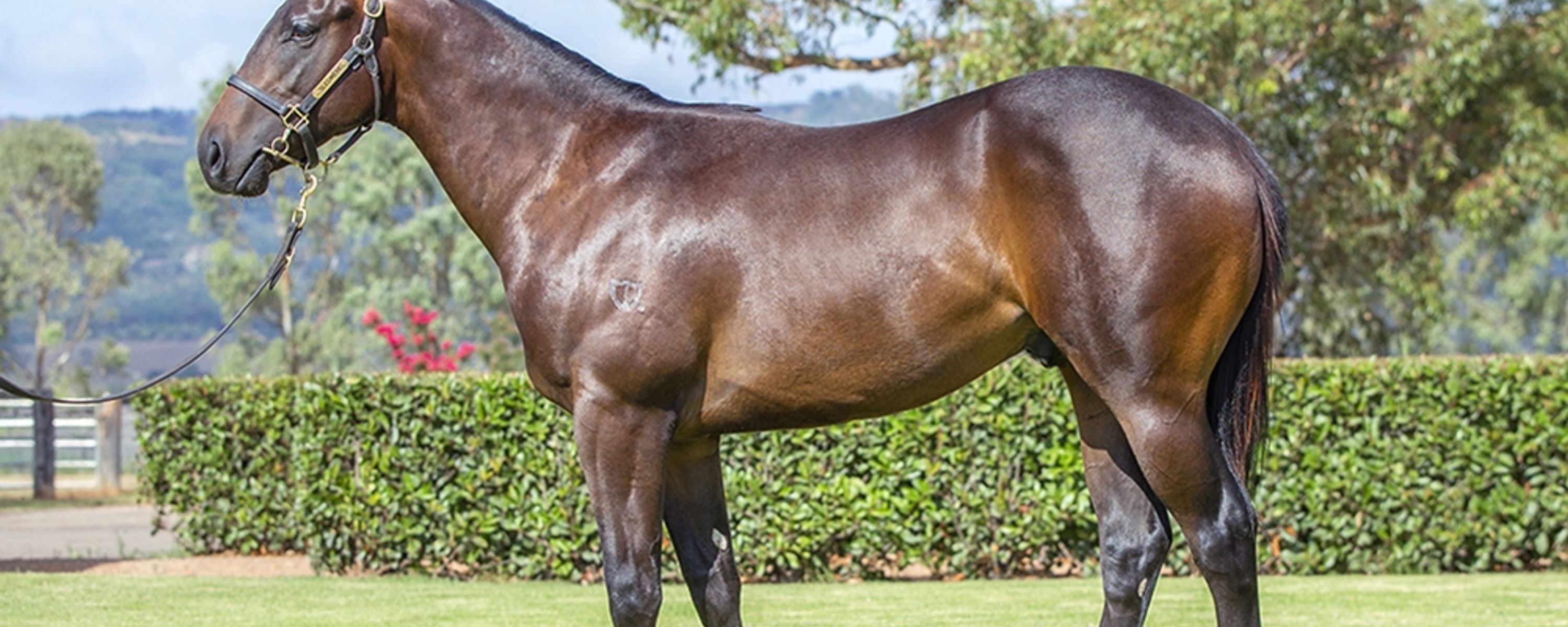 Jonker x Vibrant Rouge