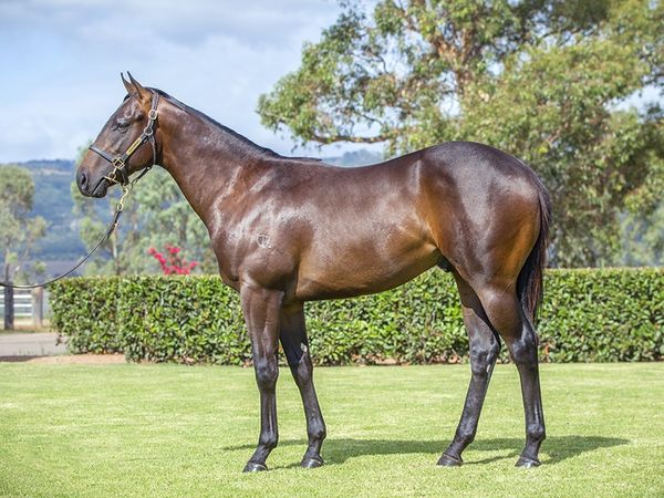 Jonker x Vibrant Rouge