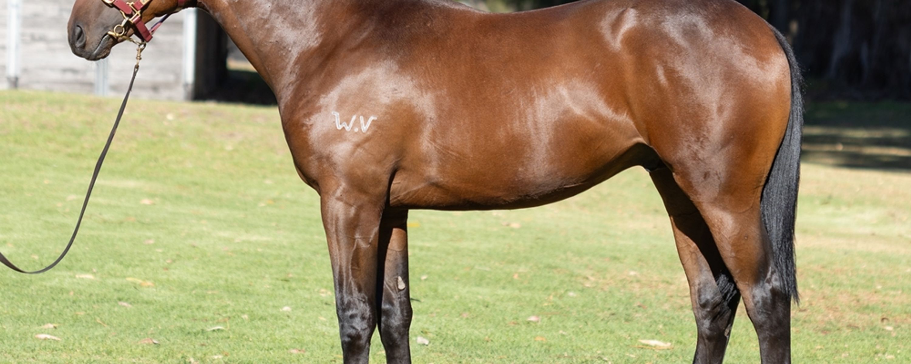 Playing God x Artie's Belle