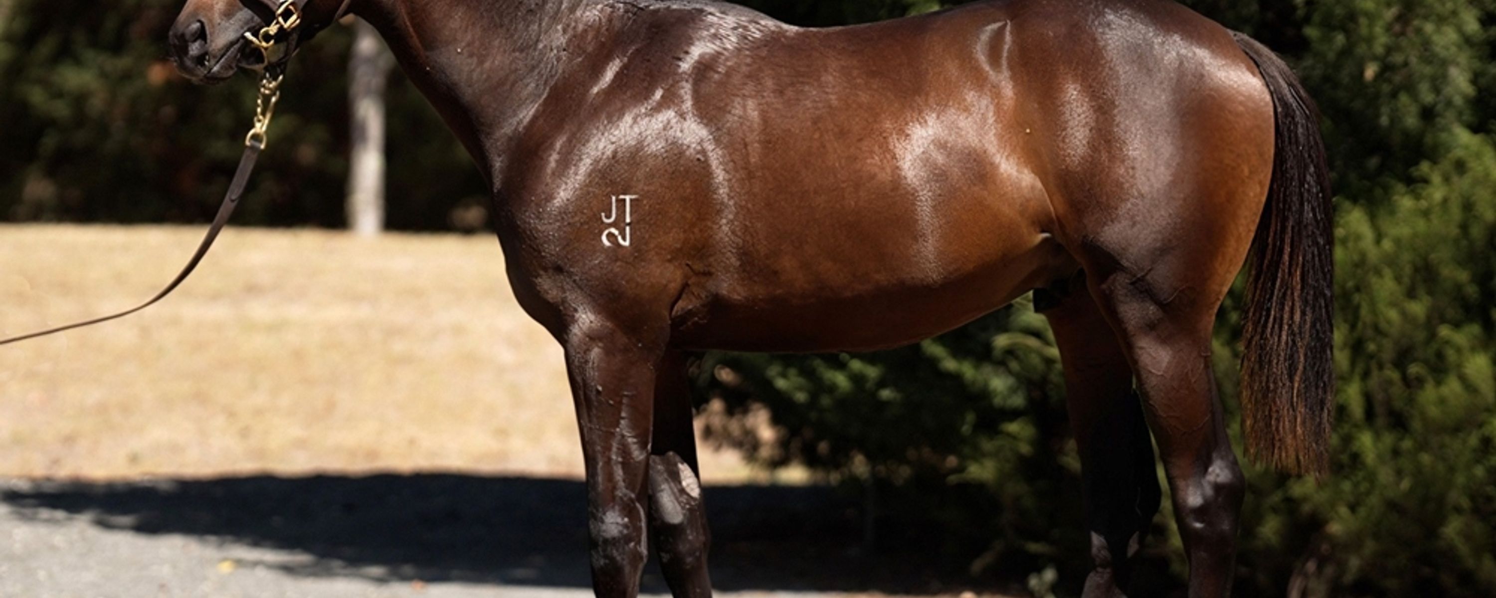 Russian Camelot x Snow Fields