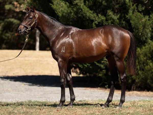 Russian Camelot x Snow Fields