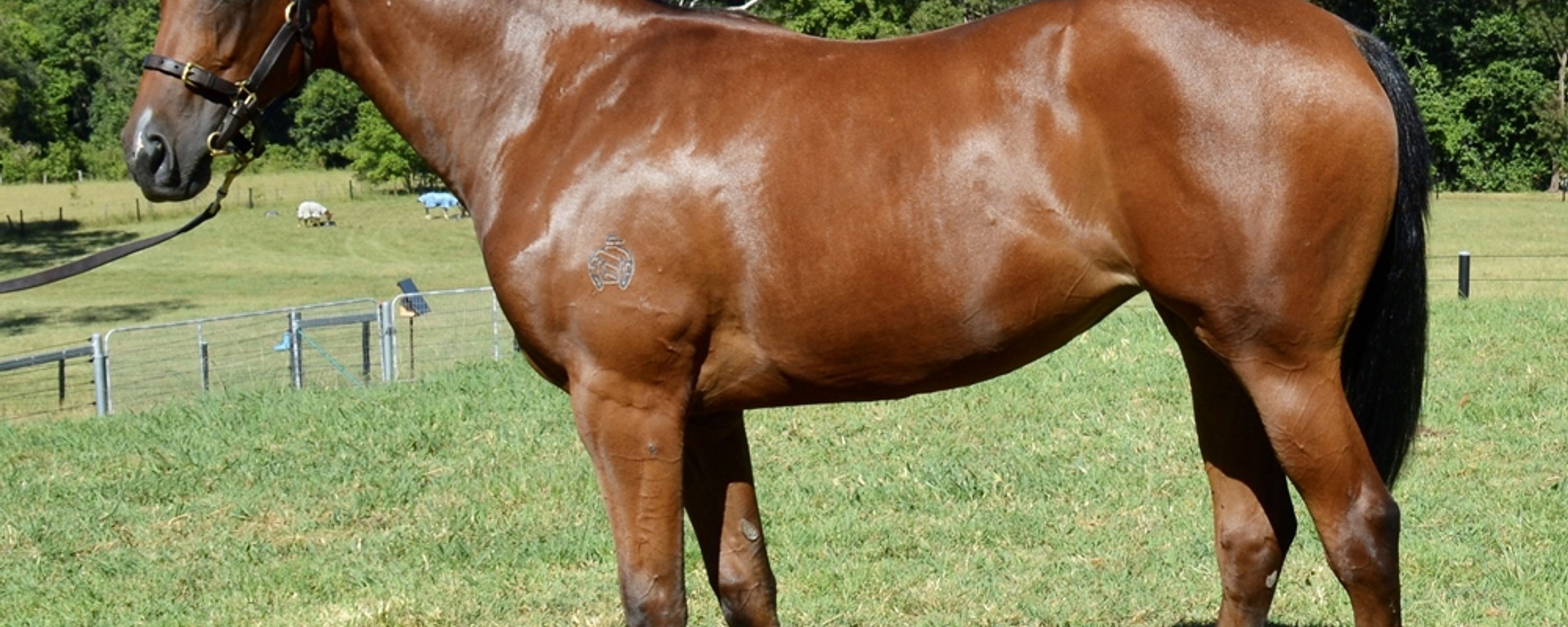 Captivant x Soosa Roma