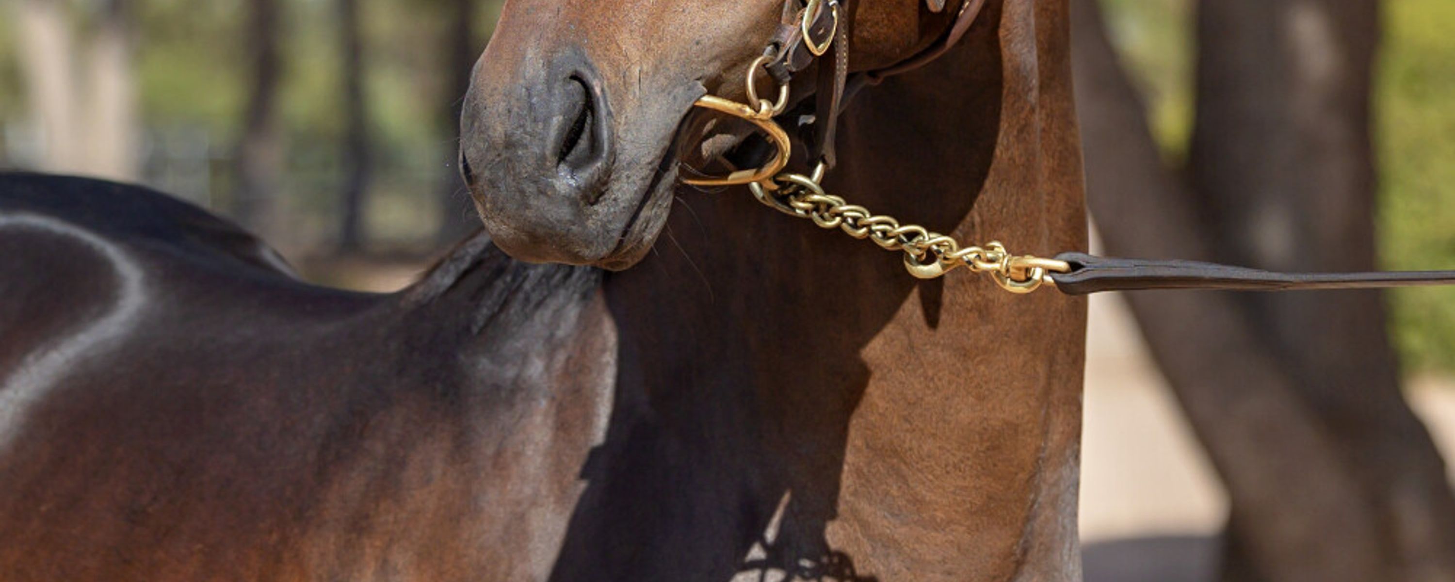 Shamus Award x Attessa