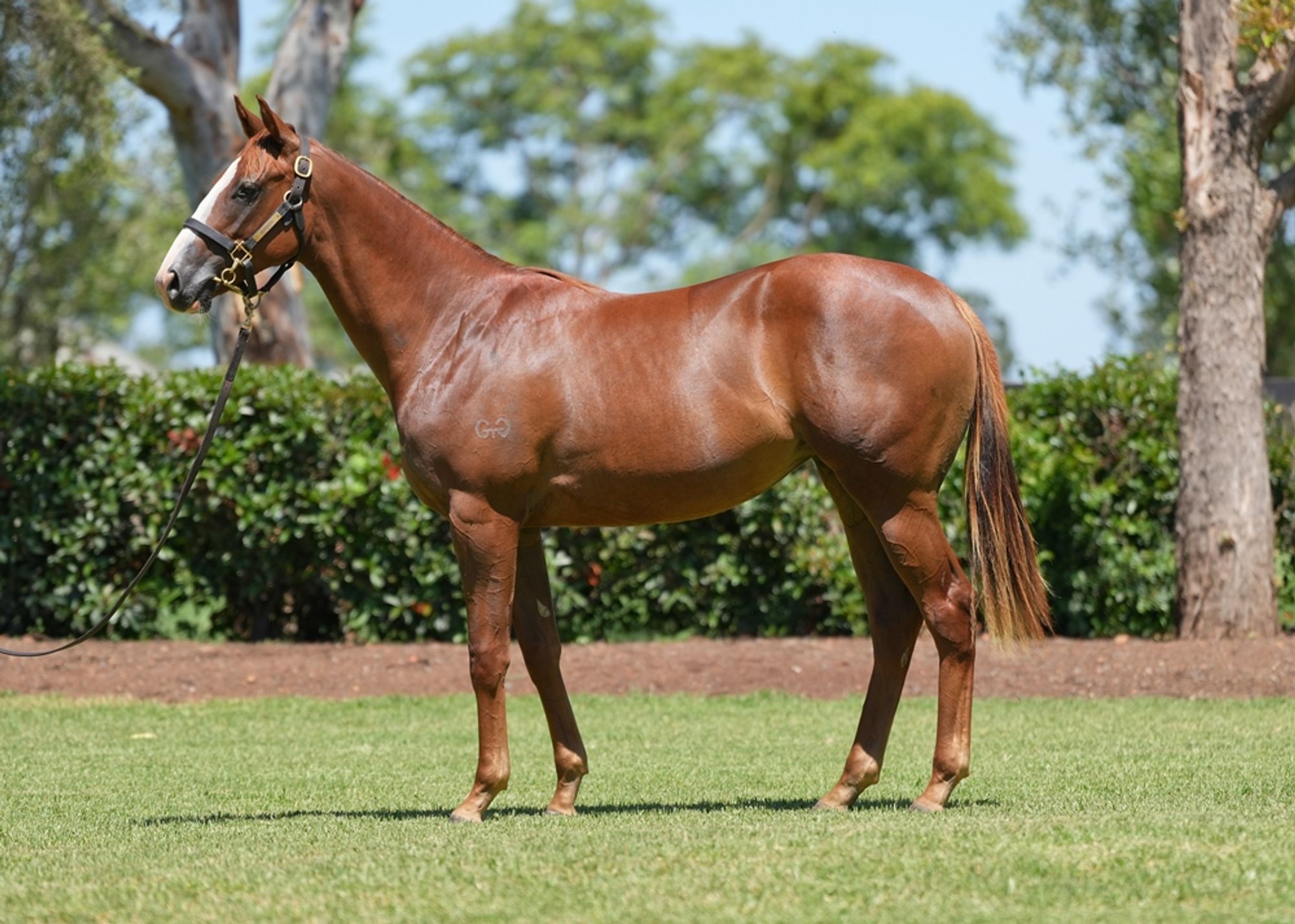 Snitzel x Perceptive image 1