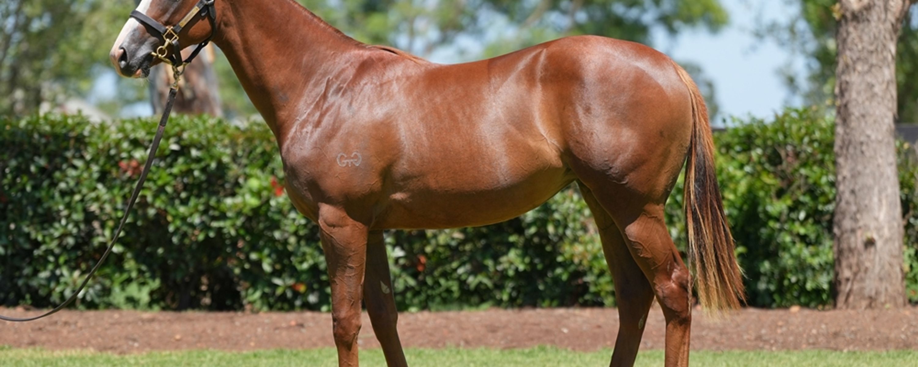 SNITZEL X PERCEPTIVE