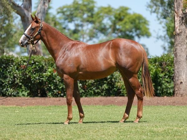 Snitzel x Perceptive