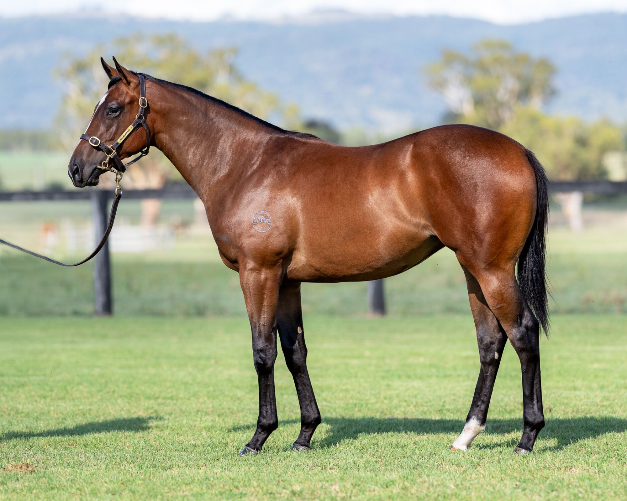 Anders x Ballychine image 1