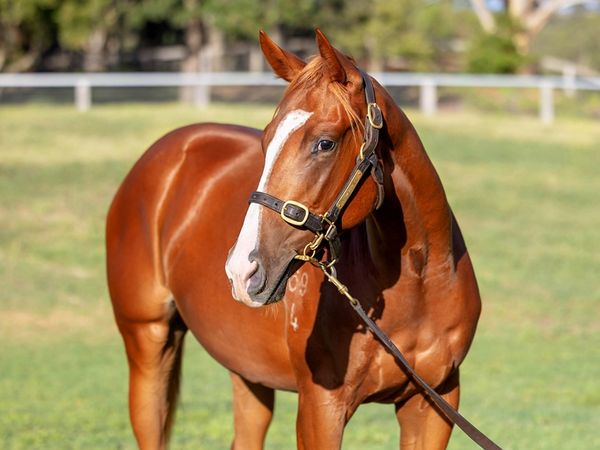 Jacquinot x Trellini Jewel