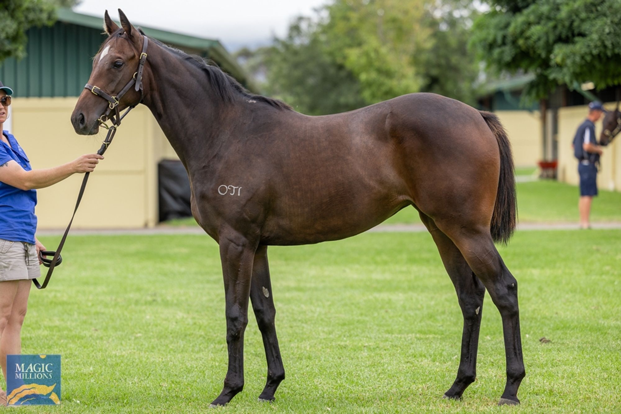 Sir Prancelaot x Gruinard Bay image 2