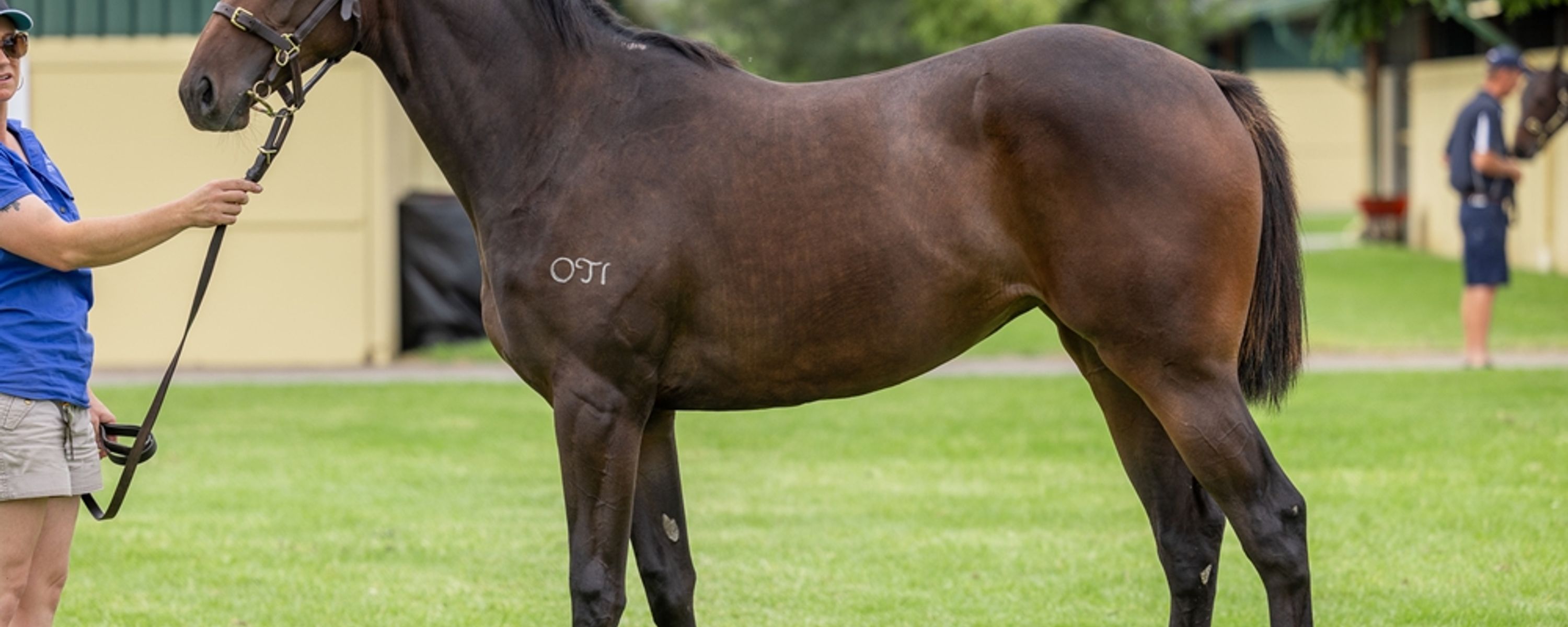 Sir Prancelaot x Gruinard Bay