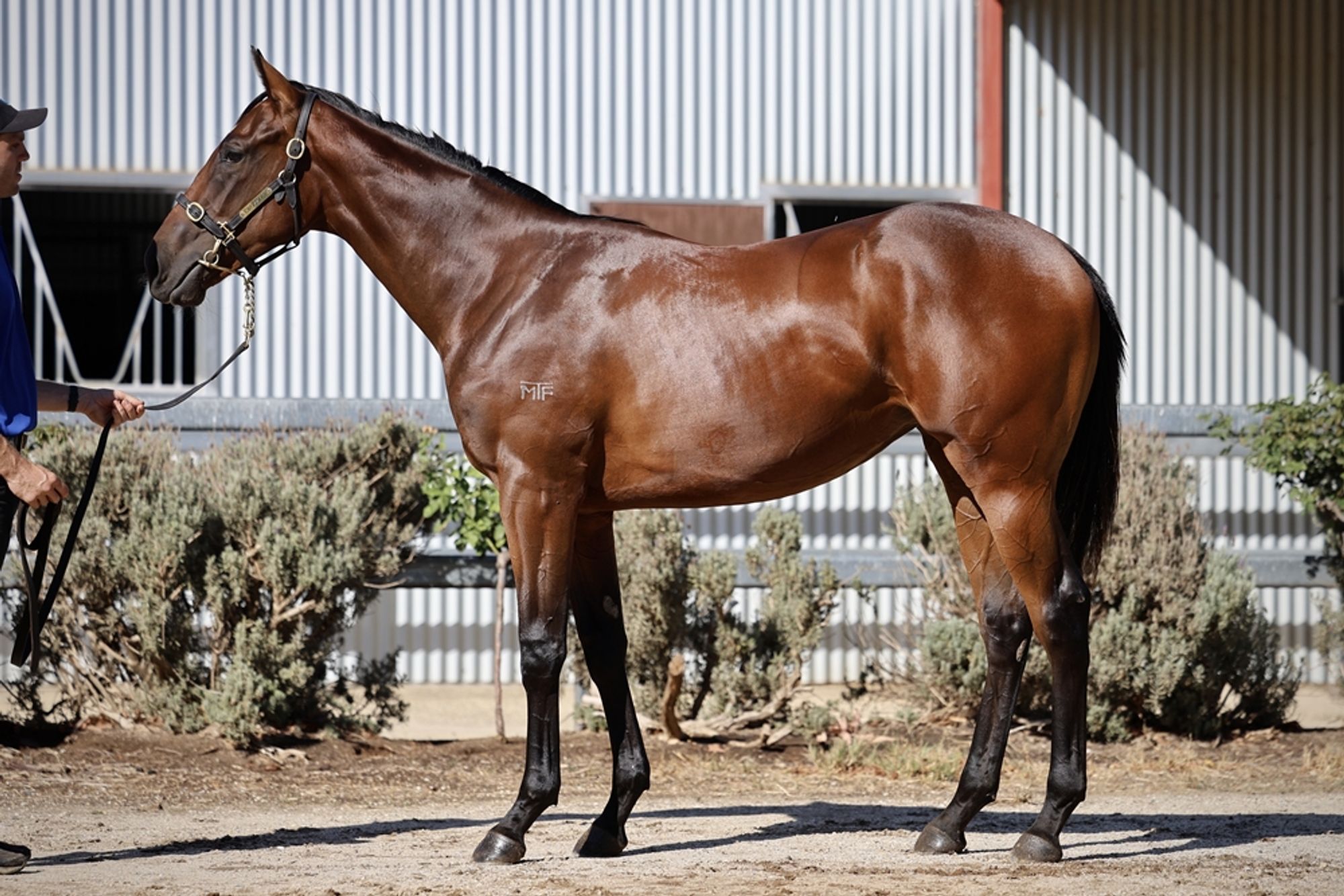 Astern x Aroha Cat image 1
