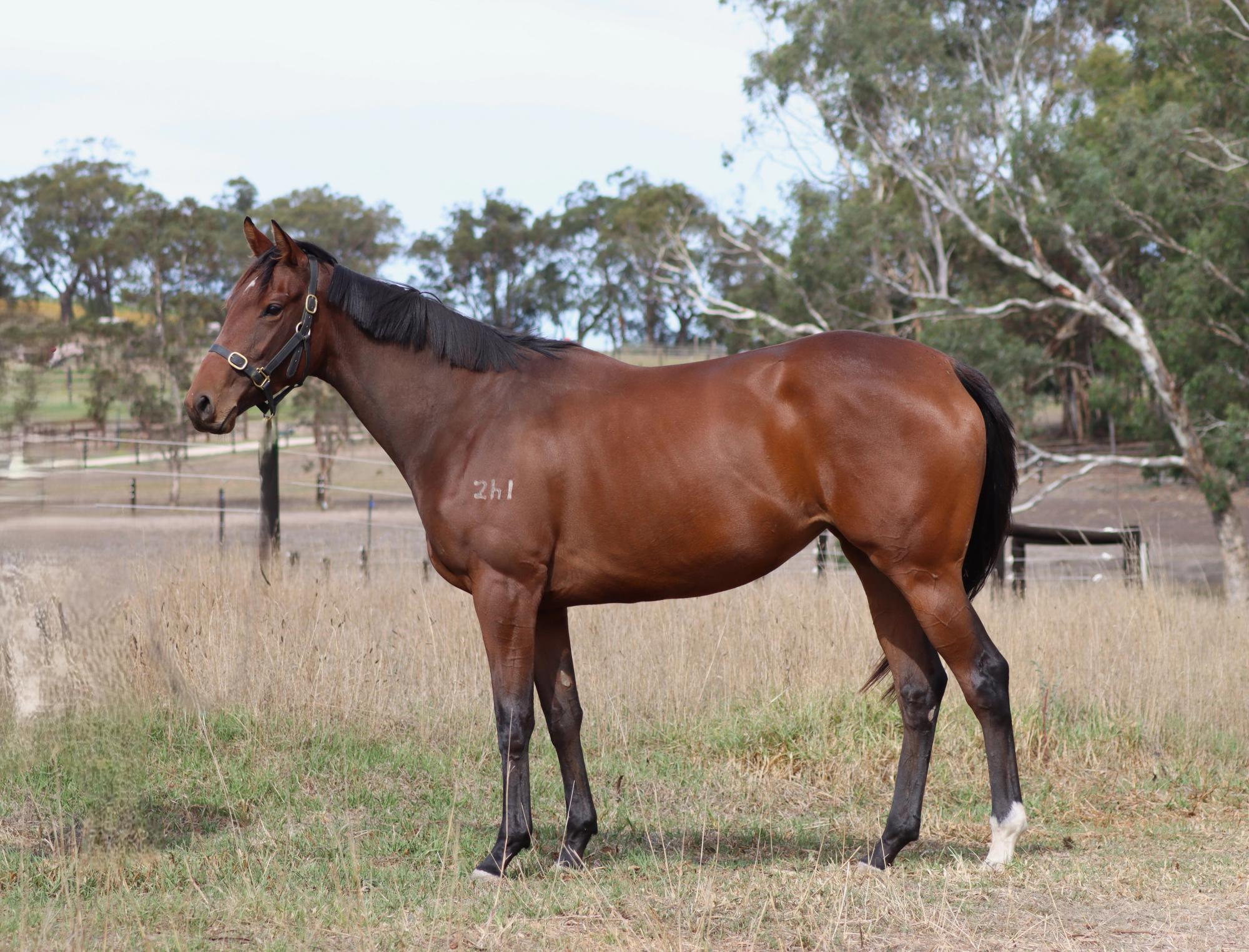 Brand Her Bold  image 1