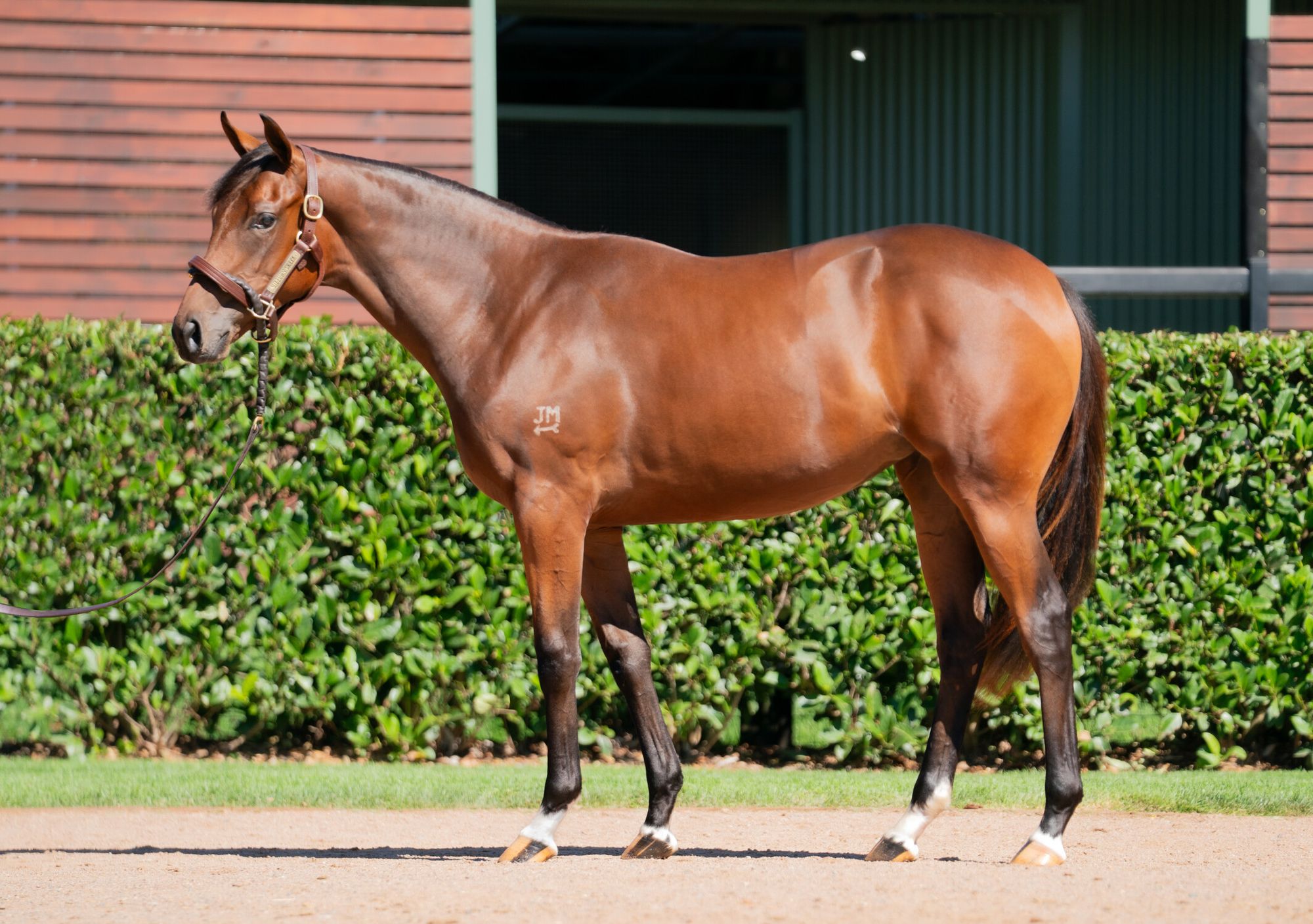 Too Darn Hot x Beret image 1