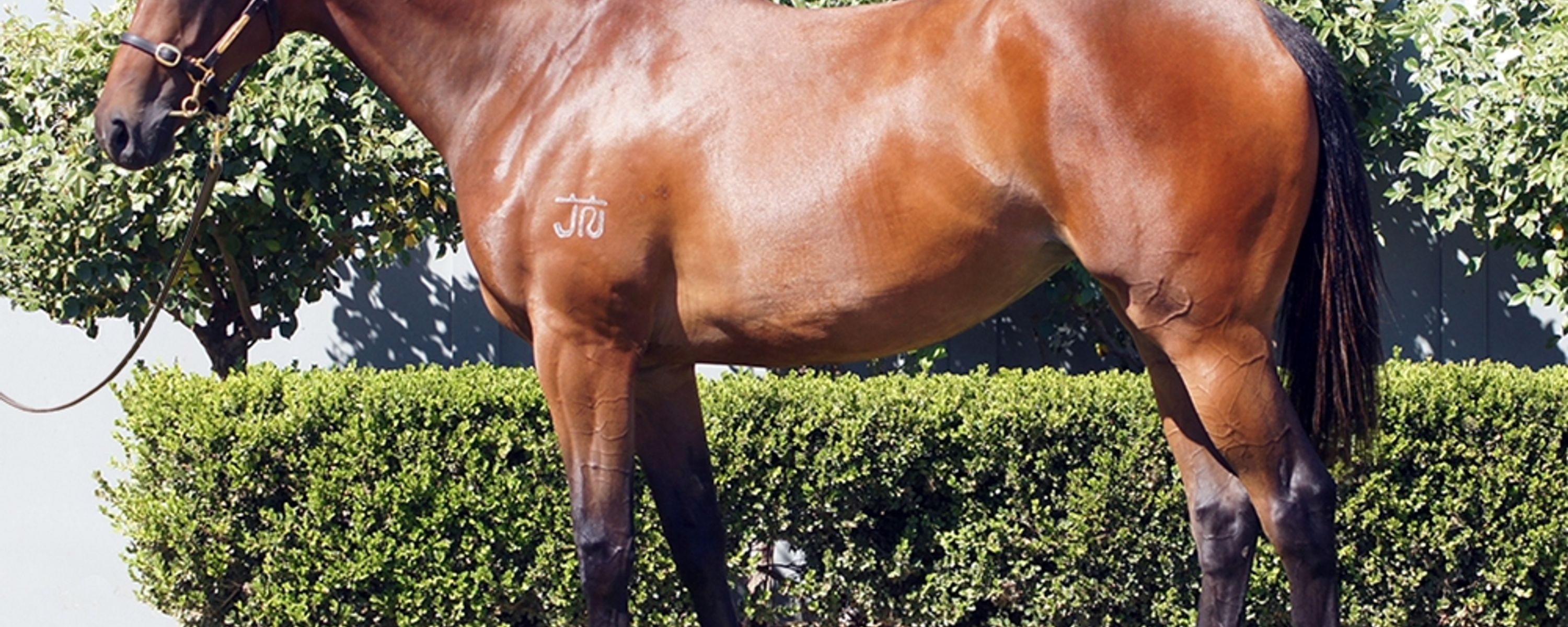 D'Argento x Where It Began