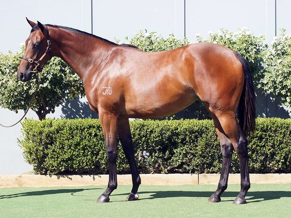 D'Argento x Where It Began